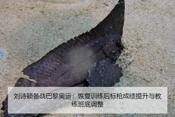 刘诗颖备战巴黎奥运：恢复训练后标枪成绩提升与教练班底调整