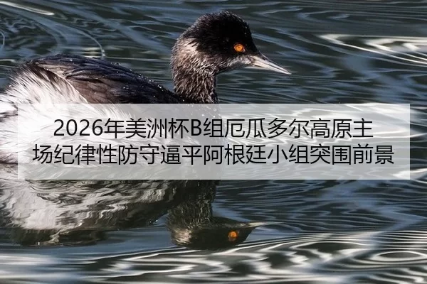 2026年美洲杯B组厄瓜多尔高原主场纪律性防守逼平阿根廷小组突围前景